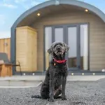My Happy Hounds Glamping