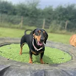 אתר קמפינג My Happy Hounds Glamping *