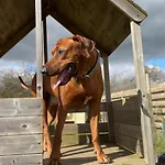 My Happy Hounds Glamping אתר קמפינג נורת'אלרטון
