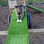 אתר קמפינג My Happy Hounds Glamping נורת'אלרטון