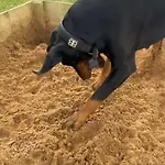 营地 My Happy Hounds Glamping