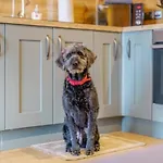 营地 My Happy Hounds Glamping 诺斯阿勒顿