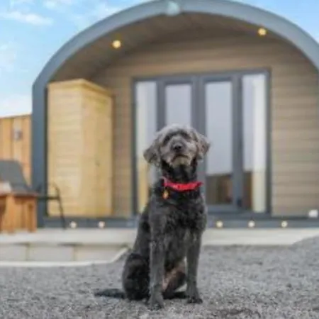 My Happy Hounds Glamping