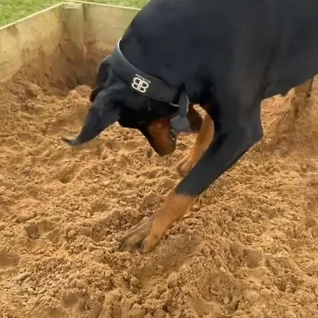 营地 My Happy Hounds Glamping