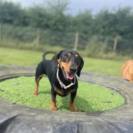 营地 My Happy Hounds Glamping *